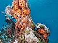Coral Beach